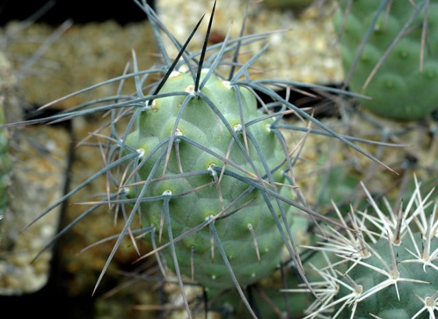 Tephrocactus_alexanderi_4